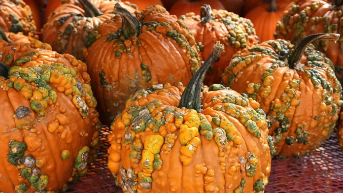warty-pumpkins.webp.webp